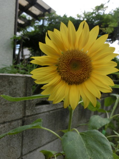 2014_0804_134440-CIMG3501.JPG