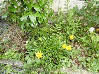 2017_0707_163515-CIMG1177.JPG